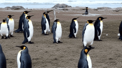 Beyond the Peninsula: Exploring the Remote Falklands & South Georgia – Shackleton's Grave & King Penguins