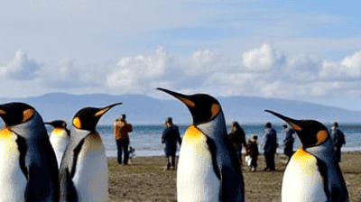 Beyond the Peninsula: Exploring the Remote Falklands & South Georgia – Shackleton's Grave & King Penguins