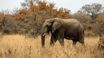 Kruger National Park Escapades: Wildlife in South Africa