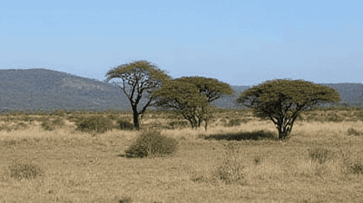 Madagascar's Wild Side: Lemur Spotting, Avenue of Baobabs & Island-Hopping the Nosy Be Archipelago