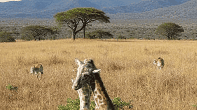 Madagascar's Wild Side: Lemur Spotting, Avenue of Baobabs & Island-Hopping the Nosy Be Archipelago