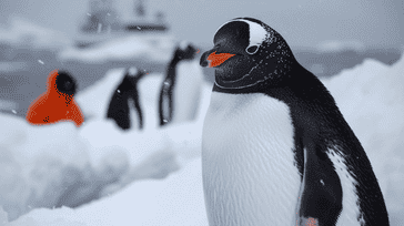 McMurdo Station Marvels: Adventures in Antarctica