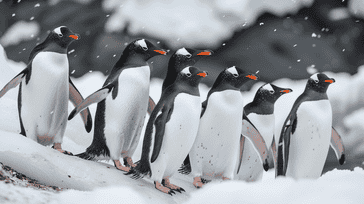 Penguin Paradise at Port Lockroy: Tales from Antarctica