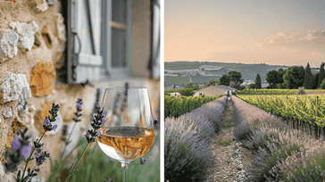 Provence Provocations: Lavender Fields and Wine