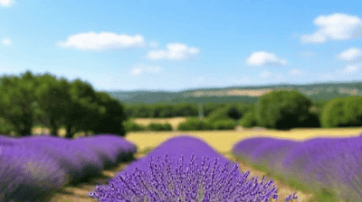 Provence Provocations: Lavender Fields and Wine