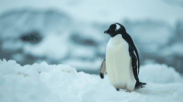 South Pole Sojourn: Exploring the Antarctic Wilderness