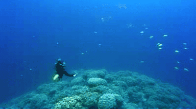 The Great Barrier Reef Guide: Snorkeling vs. Diving, Best Liveaboard Tours & Conservation Tips